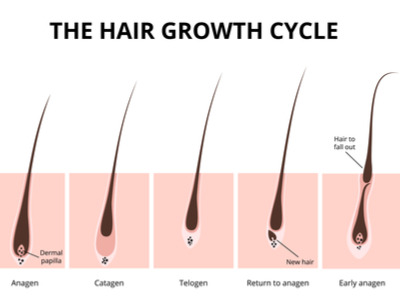 De haarcyclus