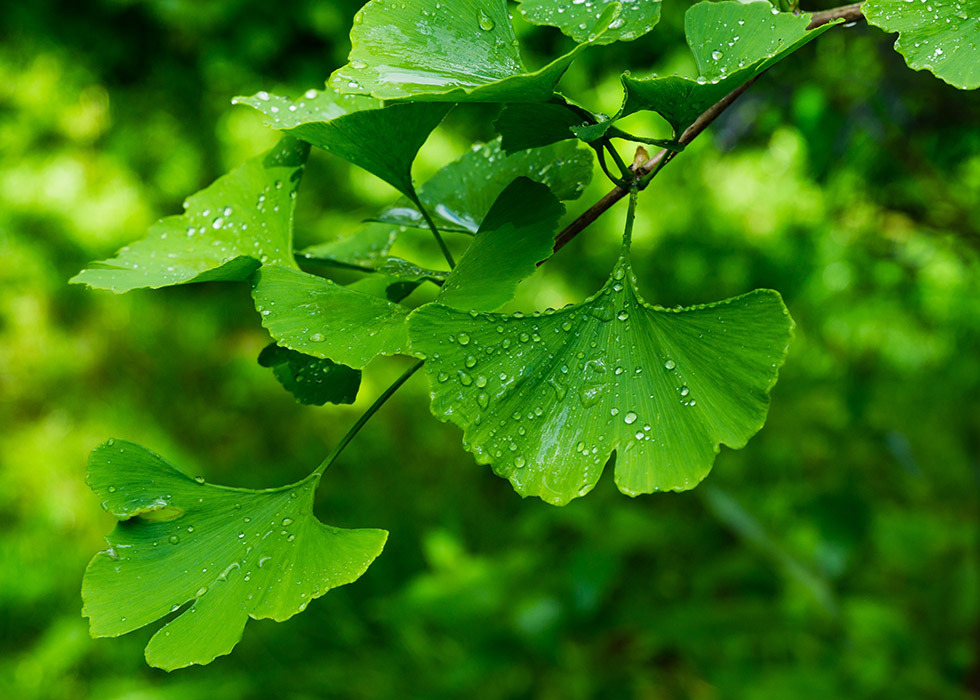 Gingko Biloba als voedingssupplement