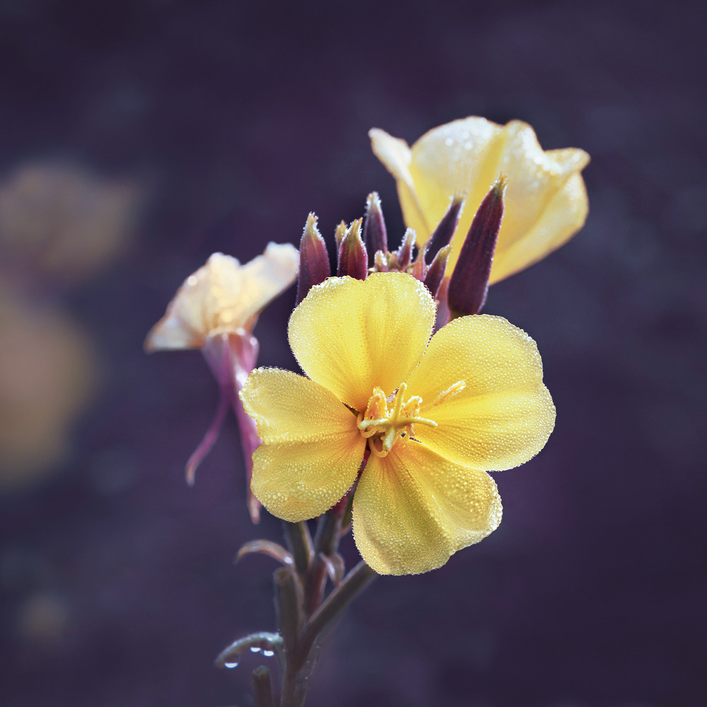 Weleda Evening Primrose Serum Versterkend 30ml