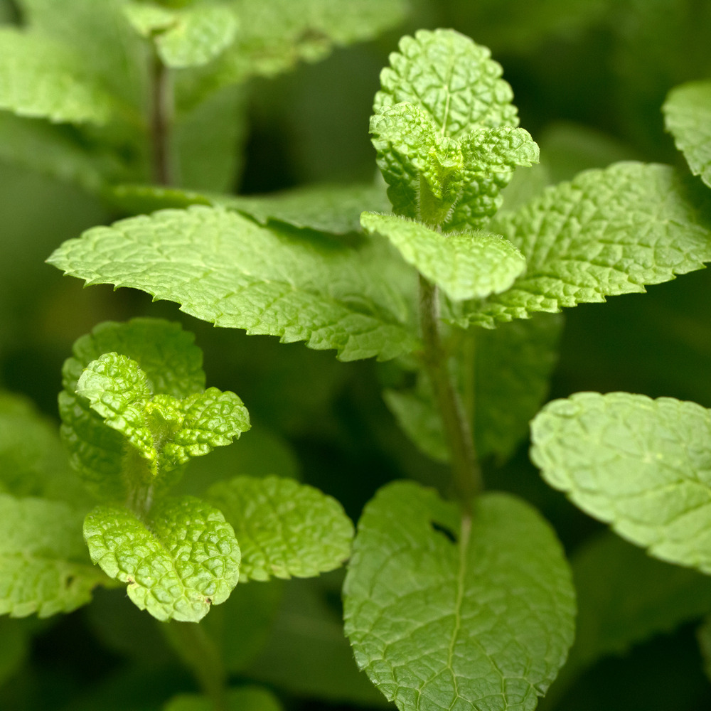 Weleda Kids Zachte Shampoo & Bodywash 2in1 Frisse Munt 150ml